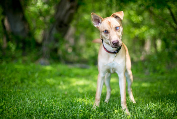 istock A mixed breed dog with sectoral heterochromia in its eyes 2148754262