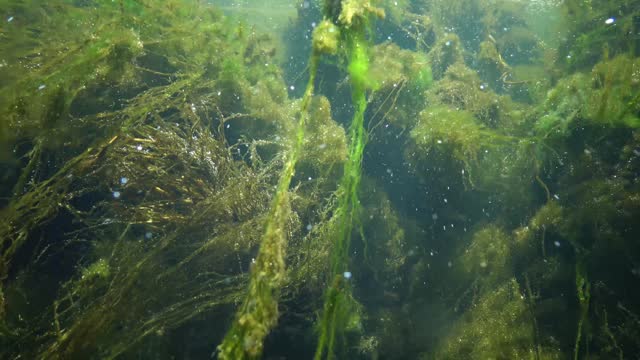 Quickly flowing water in the creek, in which green algae crumble, small fish swim