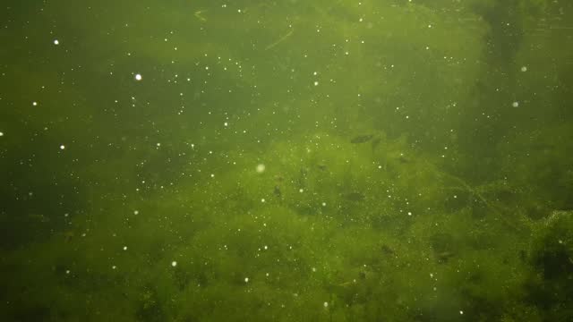 Green algae in a freshwater reservoir, oxygen release, air bubbles