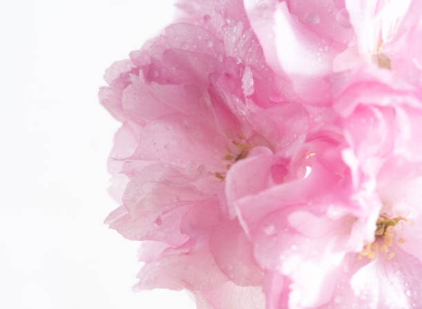 istock Macro pink apple blossom flower on black background. Botanical design 2148754861