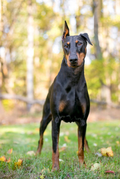 istock A black and red Doberman Pinscher dog 2148754869