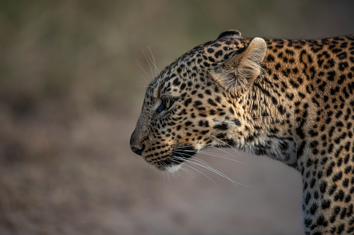 A leopard lies in a dry riverbed in the late afternoon. Wild animals in nature