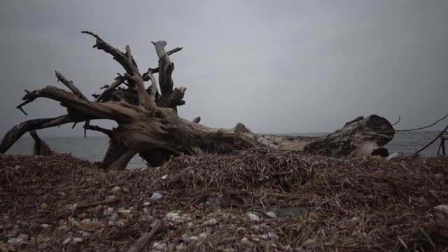 A large dead tree on a sandy beach, an overcast day. Black Sea