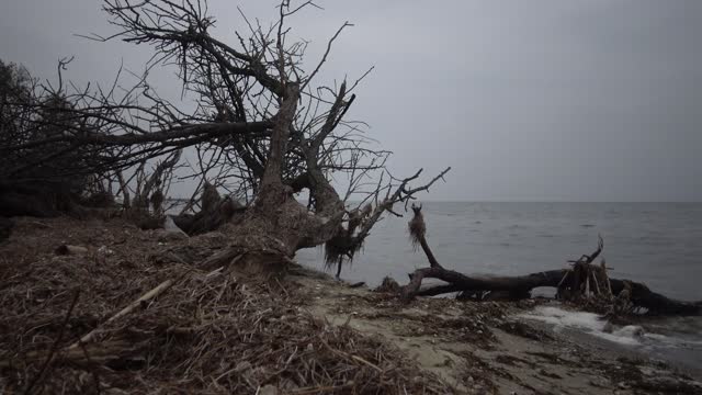A large dead tree on a sandy beach, an overcast day. Black Sea