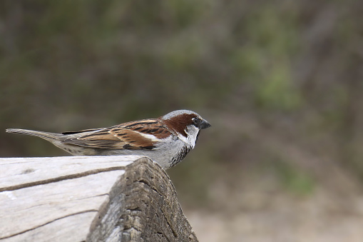 House Sparrow (male) (passer domesticus) perched on the end of a big log