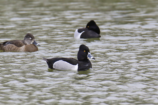 Three Ring-necked Ducks (two males and a female) (aythya collaris) swimming in a pond