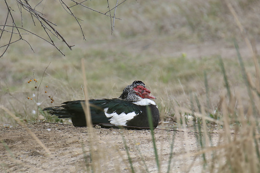 Muscovy Duck (male) (cairina mochata) sitting on the ground