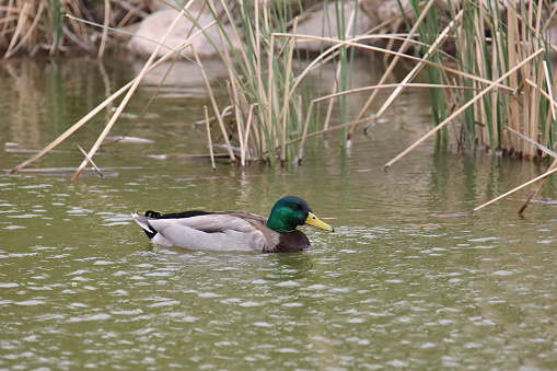 Mallard Duck (male) (anas platyrhynchos) swimming in a grassy pond