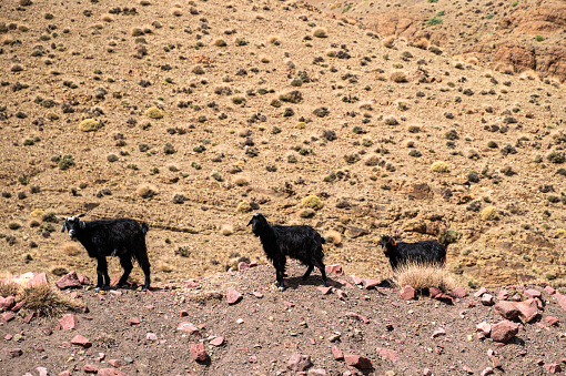 Three black goats grazing in a mountainous terrain while looking curiously at the camera.