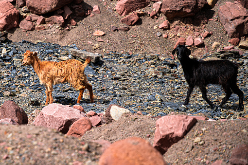 Two baby goats, one brown and one black, are on a rocky terrain in Morocco. The black one looks curiously at the camera while walking with elegance.