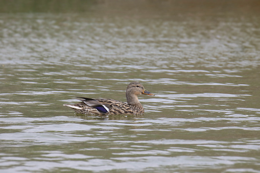 Mallard Duck (female) (anas platyrhynchos) swimming in a pond