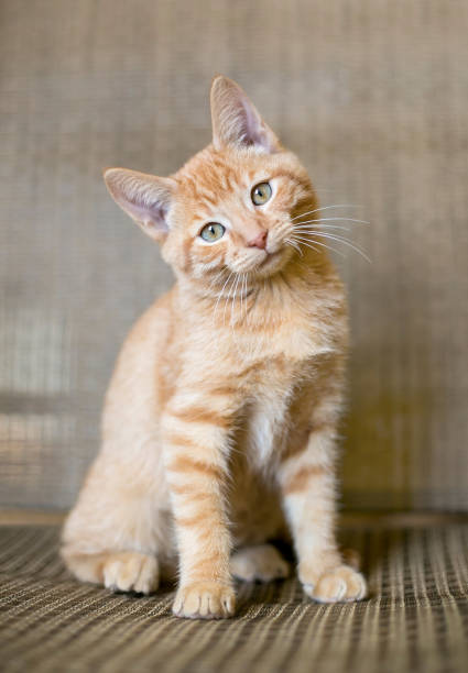 istock An orange tabby kitten listening with a head tilt 2148755066