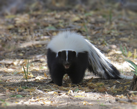 Skunk (Striped) (mephitis mephitis) looking straight at the camera with it's mouth hanging open