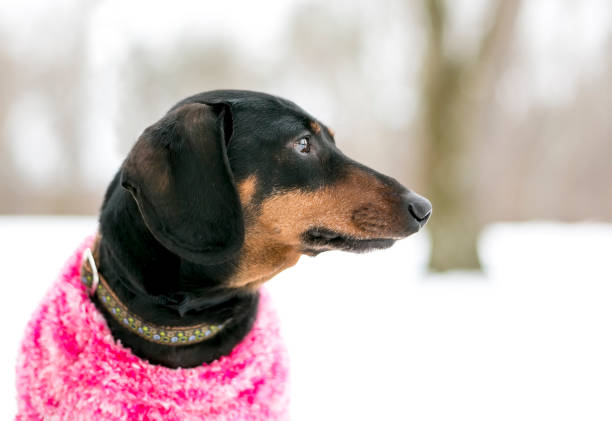 A purebred Dachshund dog wearing a sweater outdoors in the snow