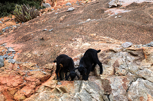 Two small black goats playing on some rocks