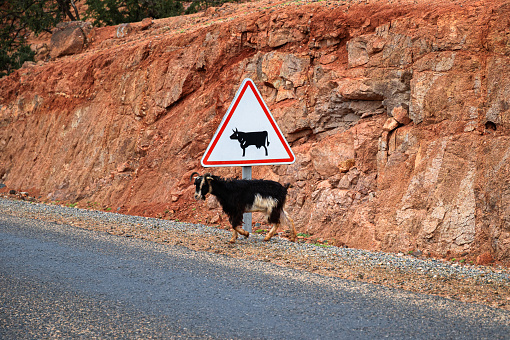 Goat under a cattle warning sign just before crossing the road. No traffic at that time