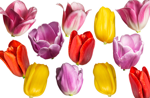 red, yellow and pink tulips isolated on white background