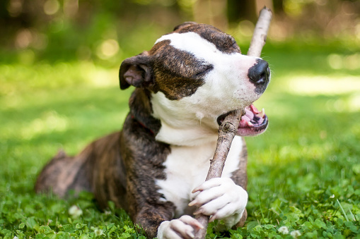 A brindle Pit Bull Terrier mixed breed dog lying in the grass and chewing on a large stick
