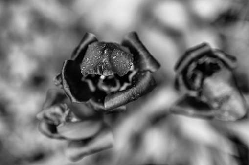 Withered Tulips in the Garden. Black and White