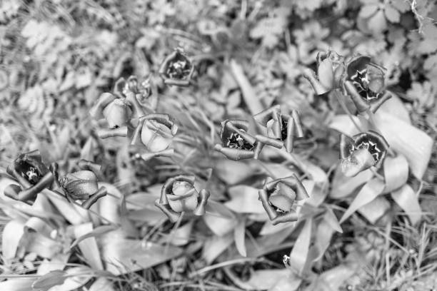 Withered Tulips in the Garden. Black and White