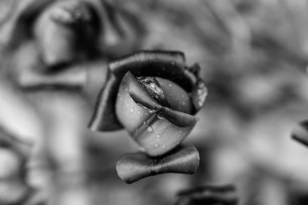 Withered Tulip in the Garden. Black and White