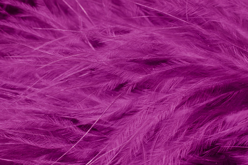 purple litle feather macro foto