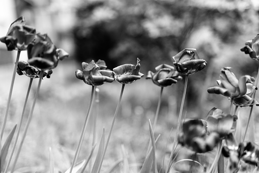 Withered Tulips in the Garden. Black and White