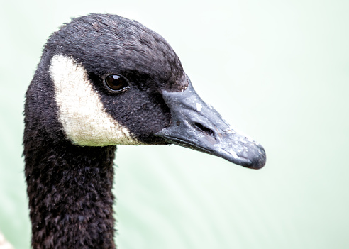 Large Canada Goose with a black head and white neck patch, grazes on a field in Dublin or migrates overhead.