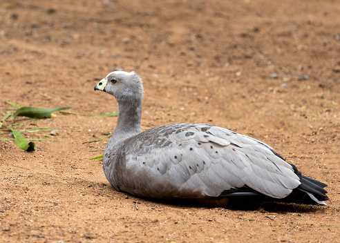 Stocky goose with a large, pale pink bill and brown body, grazes on coastal pastures on islands off southern Australia.