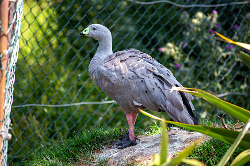 Stocky goose with a large, pale pink bill and brown body, grazes on coastal pastures on islands off southern Australia.