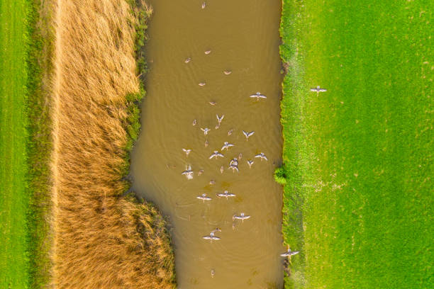 Ducks in the wild. Birds on the river during sunset. Ducks flying over the river. View from drone. Flying and waterfowl species of birds. Photo for wallpaper or background.