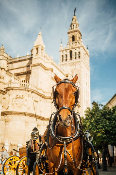 istock Seville Cathedral with La Giralda tower 2148756097