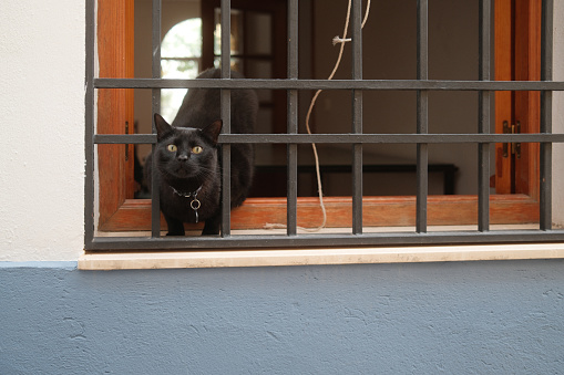 A black cat at the window. He's looking at camera.