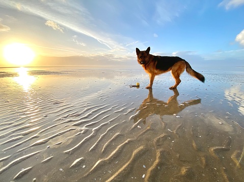Dog on idyllic sandy beach