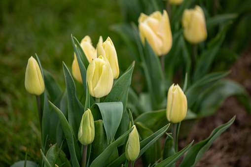 A close-up photo of just yellow tulips in a garden.