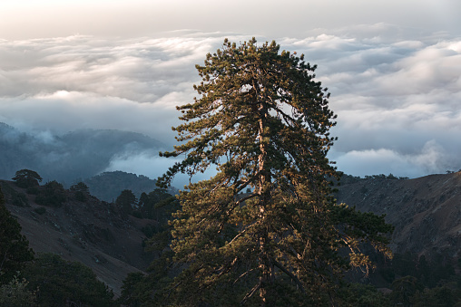 Lone Pine at Cloud-covered Troodos mountains. Cyprus