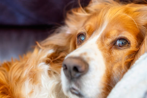 Pampered domestic animal