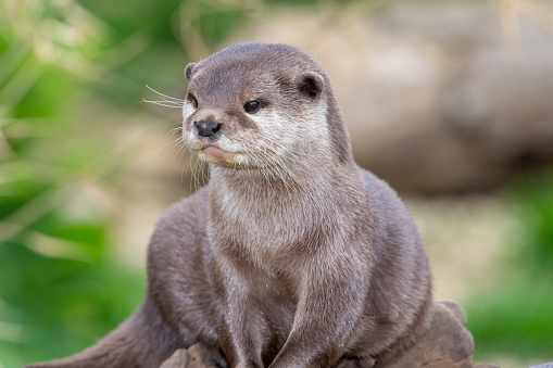 Portrait of an Asian small clawed otter (amblonyx cinerea) sitting on a log