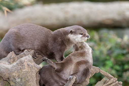 Portrait of two Asian small clawed otters (amblonyx cinerea) cuddling