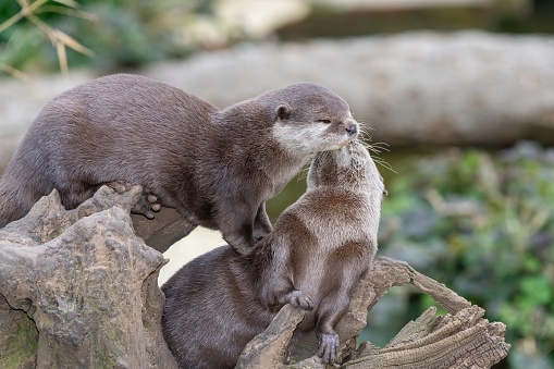 Portrait of two Asian small clawed otters (amblonyx cinerea) cuddling