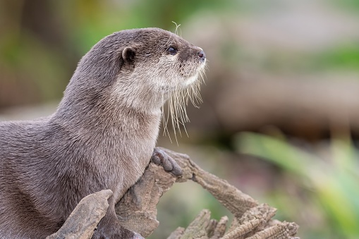 Portrait of an Asian small clawed otter (amblonyx cinerea) sitting on a log