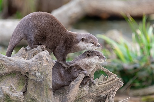 Portrait of a pair of Asian small clawed otters (amblonyx cinerea) on a log