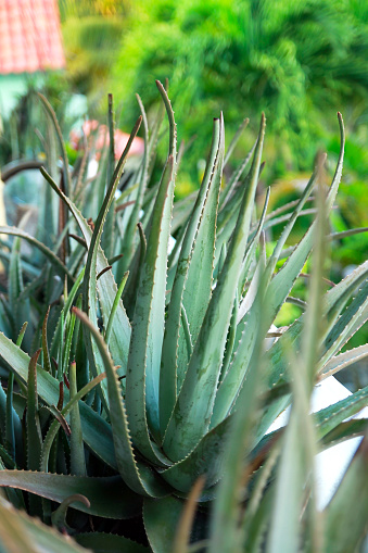 Aloe Vera plant in tropical garden, closeup.