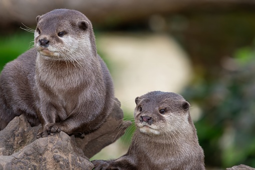 Portrait of a pair of Asian small clawed otter (amblonyx cinerea) sitting on a rock