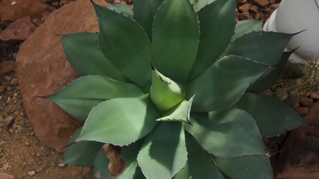 Close up of cactus with parallax pan