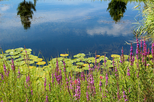 Biotope with waterlilies, Lythrum salicaria flowers (Blut-Weiderich) and reed.