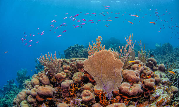 istock Caribbean coral garden 2148759435