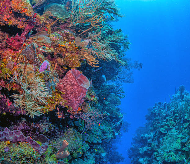 istock Caribbean coral garden 2148759442