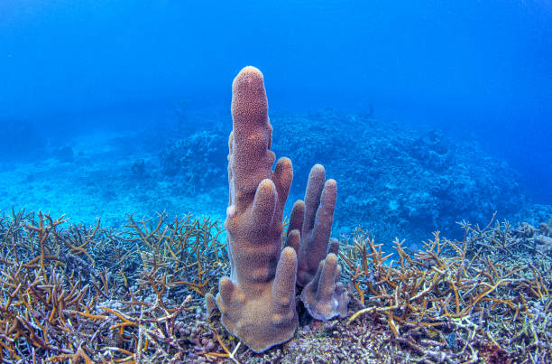 Coral reef with great yellow sea sponge at the bottom of tropical sea on a background of blue water, underwater
