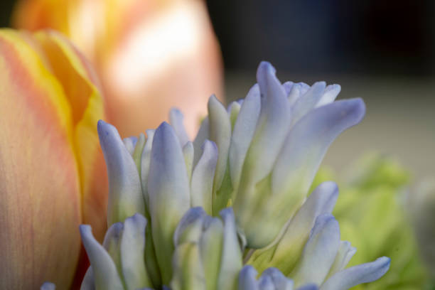 Hyacinth bulb leaves new growth